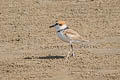 Malaysian Plover Anarhynchus peronii