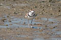 Malaysian Plover Anarhynchus peronii