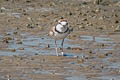 Malaysian Plover Anarhynchus peronii