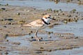 Malaysian Plover Anarhynchus peronii