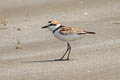 Malaysian Plover Anarhynchus peronii