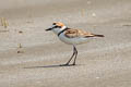 Malaysian Plover Anarhynchus peronii