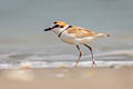 Malaysian Plover Anarhynchus peronii