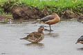 Mandarin Duck Aix galericulata