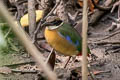 Mangrove Pitta Pitta megarhyncha