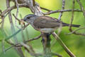 Mangrove Whistler Pachycephala cinerea cinerea 