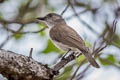 Mangrove Whistler Pachycephala cinerea cinerea 