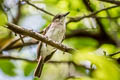 Mangrove Whistler Pachycephala cinerea cinerea 