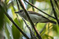 Mangrove Whistler Pachycephala cinerea cinerea 