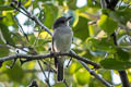 Mangrove Whistler Pachycephala cinerea cinerea 