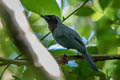 Maroon-breasted Philentoma Philentoma velata caesia