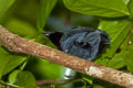 Maroon-breasted Philentoma Philentoma velata caesia