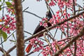 Maroon Oriole Oriolus traillii