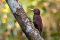 Maroon Woodpecker Blythipicus rubiginosus