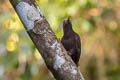 Maroon Woodpecker Blythipicus rubiginosus