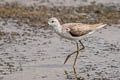 Marsh Sandpiper Tringa stagnatilis