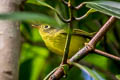 Martens's Warbler Phylloscopus omeiensis