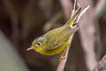 Martens's Warbler Phylloscopus omeiensis