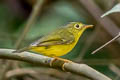 Martens's Warbler Phylloscopus omeiensis