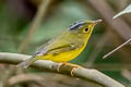 Martens's Warbler Phylloscopus omeiensis