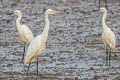 Medium Egret Ardea intermedia intermedia