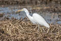 Medium Egret Ardea intermedia intermedia