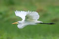 Medium Egret Ardea intermedia intermedia