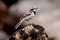 Mekong Wagtail Motacilla samveasnae 