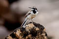 Mekong Wagtail Motacilla samveasnae 