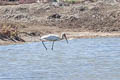 Milky Stork Mycteria cinerea