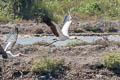 Milky Stork Mycteria cinerea