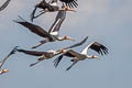 Milky Stork Mycteria cinerea