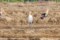 Milky Stork Mycteria cinerea