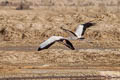 Milky Stork Mycteria cinerea