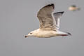 Mongolian Gull Larus vagae mongolicus