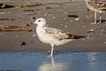 Mongolian Gull Larus vagae mongolicus