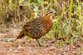 Mountain Bamboo Partridge Bambusicola fytchii fytchii