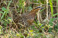 Mountain Bamboo Partridge Bambusicola fytchii fytchii