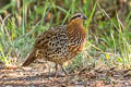 Mountain Bamboo Partridge Bambusicola fytchii fytchii