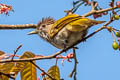 Mountain Bulbul Ixos mcclellandii tickelli