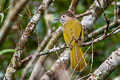 Mountain Bulbul Ixos mcclellandii tickelli