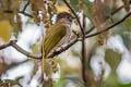 Mountain Bulbul Ixos mcclellandii tickelli