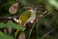 Mountain Bulbul Ixos mcclellandii tickelli