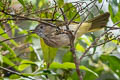 Mountain Bulbul Ixos mcclellandii tickelli