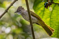 Mountain Bulbul Ixos mcclellandii tickelli