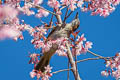 Mountain Bulbul Ixos mcclellandii tickelli