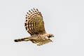 Mountain Hawk-Eagle Nisaetus nipalensis nipalensis