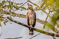 Mountain Hawk-Eagle Nisaetus nipalensis nipalensis