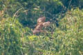 Mountain Hawk-Eagle Nisaetus nipalensis nipalensis