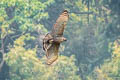 Mountain Hawk-Eagle Nisaetus nipalensis nipalensis